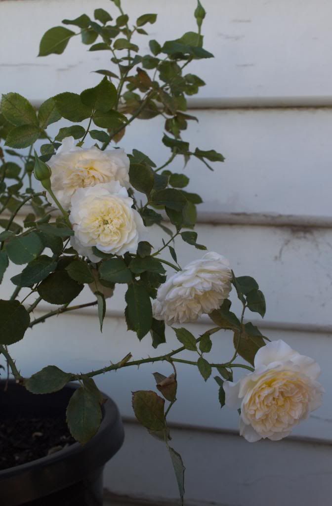  photo marymags1_zps435b1f6f.jpg